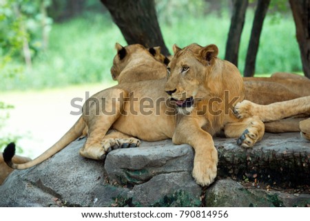 Female lions lying on the rocks.