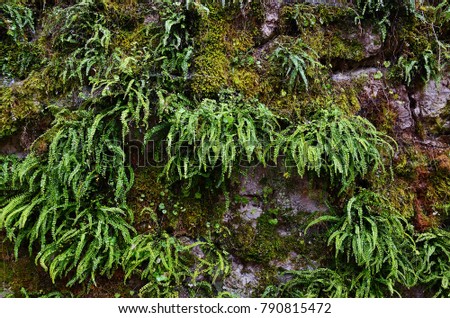 Stony wall covered by green moss and fern