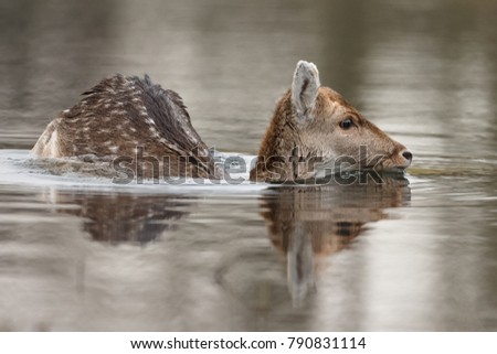 Fallow deer swimming and standing in water on a cold winter day