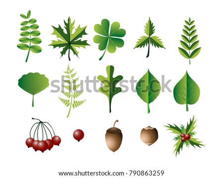 Set of herbal collection for your creativity. Stylized leaves, plant elements. Vector