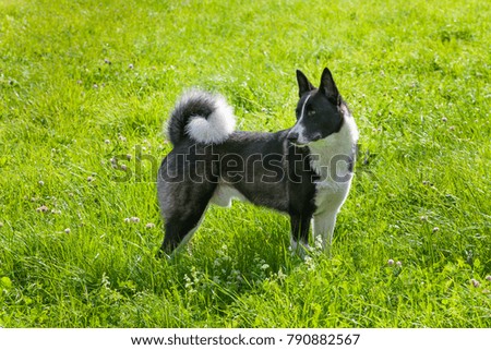 Hunters dog on the green field