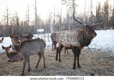 Herd of wild deers with big horns in winter forest with snow