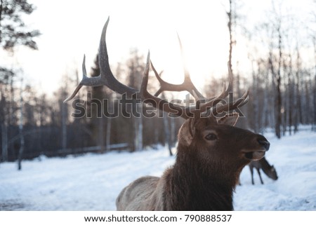 Big wild deer with big horns in winter forest with snow