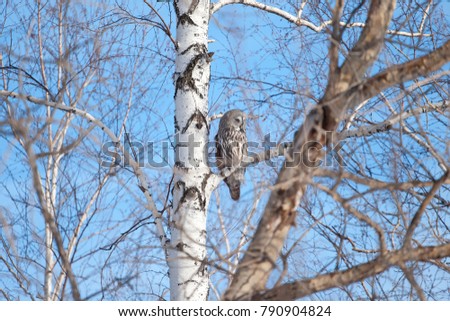 Close-up portrait of a great strong huge white owl on birch on blue sky background