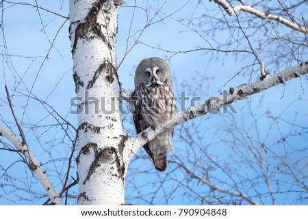 Close-up portrait of a great strong huge white owl on birch on blue sky background