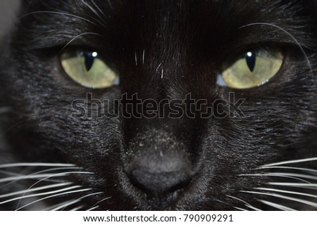 Black Cat with Green Eyes, Close Up, In Your Face Concept, Adoption, Pet Care