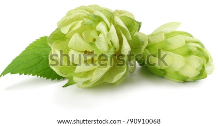 Beer brewing ingredients Hop cones isolated on white background. Beer brewery concept. Beer background