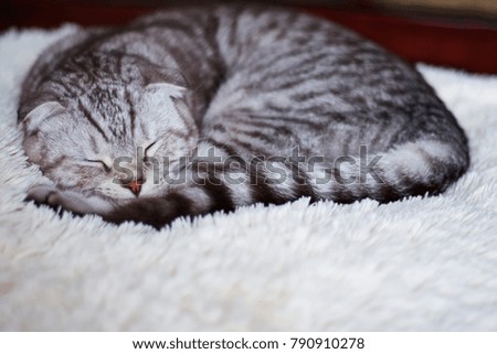 Breed scottish fold fluffy gray beautiful adult cat a sleep, close up portrait