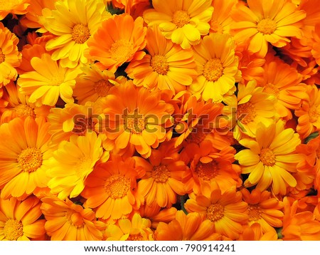 Fresh organic calendula marigold flowers background.