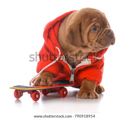 male dog de bordeaux puppy riding a skateboard on white background