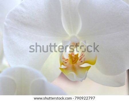 flower of white orchid Phalaenopsis isolated close-up, gentle luxurious romantic background, macro
