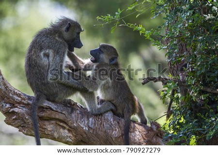 Chacma baboon in Kruger national park, South Africa ; Specie Papio ursinus family of Cercopithecidae