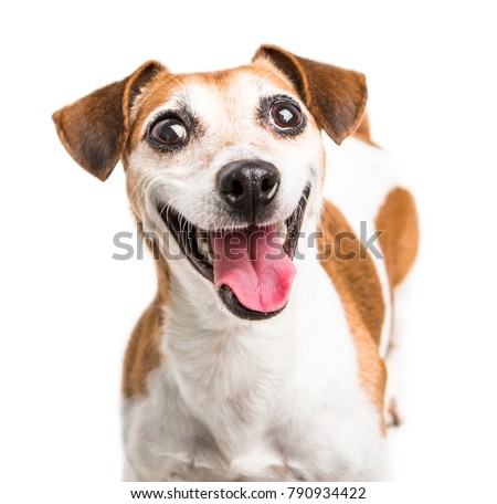 Cheerful smiling happy dog Jack Russell terrier  muzzle. Small cute pet on white background