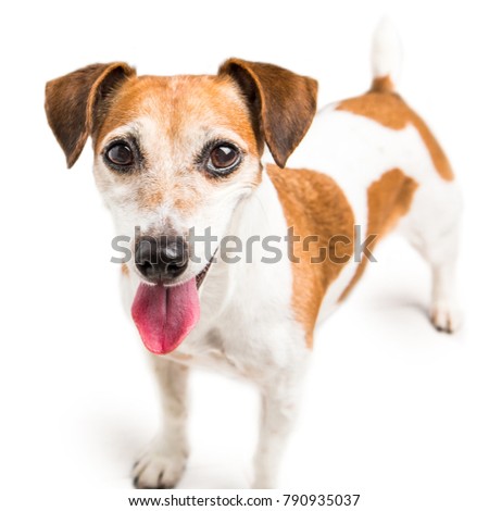 Active small dog smiling and looking to the camera. White background