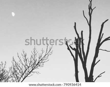Tree branches with crescent moon background in the night.