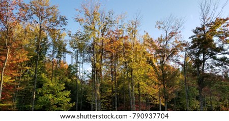 beautiful autumn trees