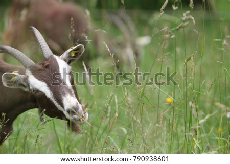 goat portrait on a meadow