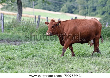 cow portrait on a meadow
