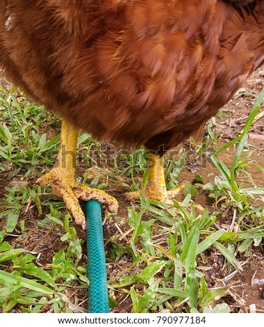 Rhode Island red chicken cooling down with garden hose.