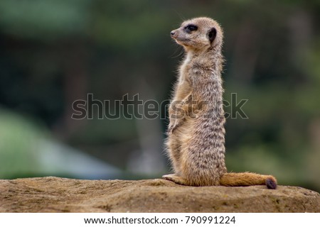 Meerkat on lookout duty