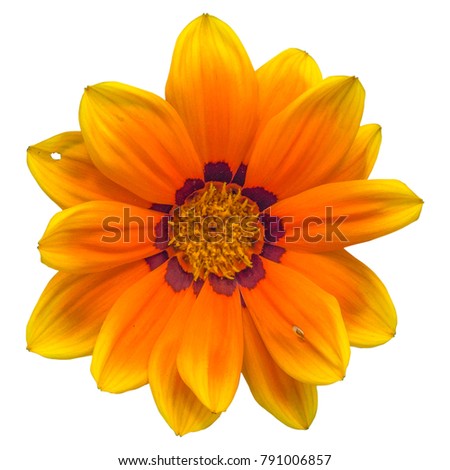 gazania sun flower on white background, isolated with clipping path, macro shot.