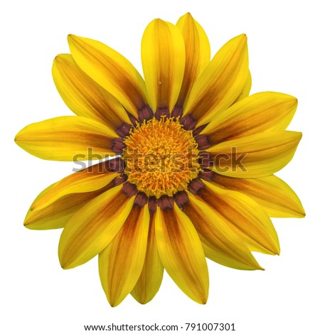 gazania sun flower on white background, isolated with clipping path, macro shot.