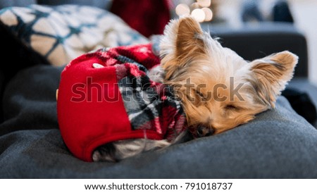 Cute Yorkie Puppy sleeping on Christmas Day