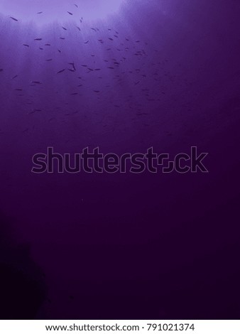 abstract fish background