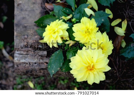 Yellow Rose flowers