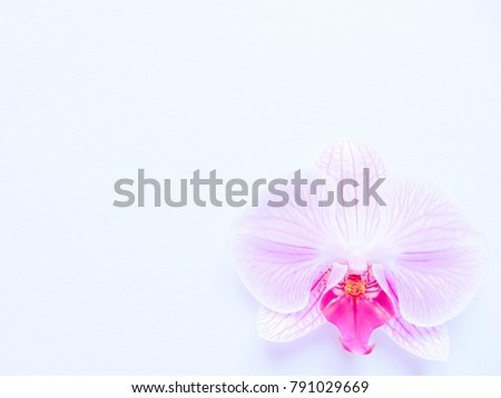 Pink orchid on white background. Image of love and beauty. Natural background and design element

