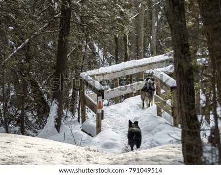 Bridge On Winter Hiking Trail