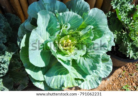 Big green cabbage growing , huge organic green plant