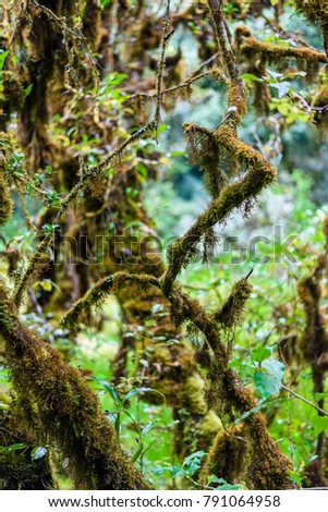 Moss on the tree in Ang Ka Luang Nature Trail is an educational nature trail inside a rainforest on the peak of Doi Inthanon National Park in Chiang Mai, Thailand. very popular for photographer 