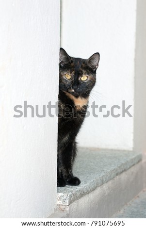 Brake, Niedersachsen, Germany - September 26 2011: turtoiseshell cat sitting in an entrance and looking round the corner