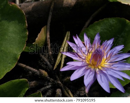 Lotus flower purple 