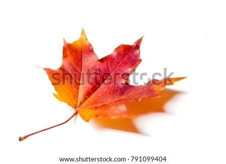 Studio photo, Leaves of autumn. Maple leaves. yellow red green. This photo will decorate your design. You will be the first again. Happy Golden Autumn!