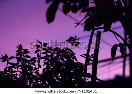 backyard view sky ,tree silhouette shadow afternoon sky background close-up,selective focus