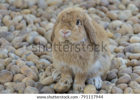 Holland lop is a small rabbit