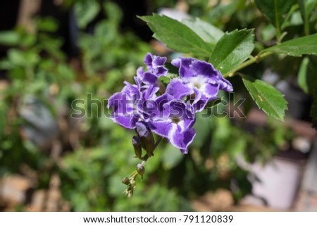 Duranta erecta L.The flowers are bouquet of flowers and branches of the petals. 5 petals of blue, purple or white.