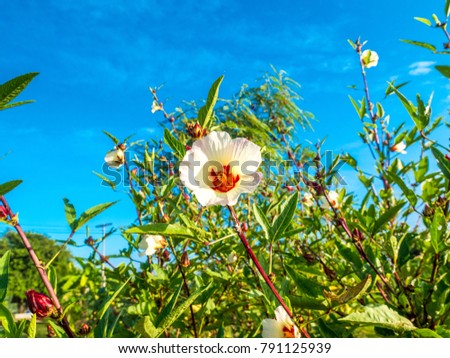 Hibiscus sabdariffa or roselle fruits flower.  Background with clouds in the blue sky daylight in Thailand.