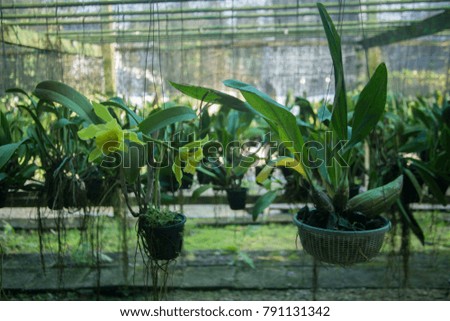 orchids cultivations bangkok capital of thailand asia