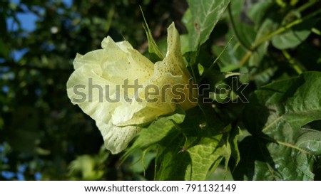 Cotton Tree Flower Royalty-Free Stock Photo #791132149