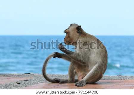 monkey sitting and catching it's tail on sea background.