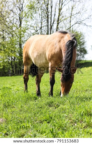 horse grazing on the meadow, brown elegance