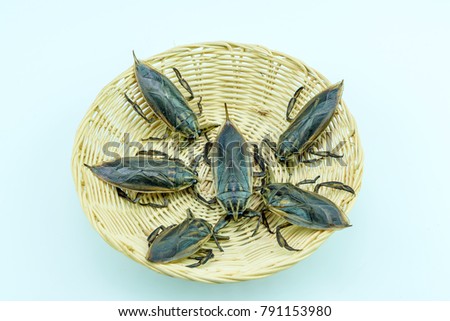 Giant  bug in Thailand  Lethocerus indicus on the wood plate isolate White background