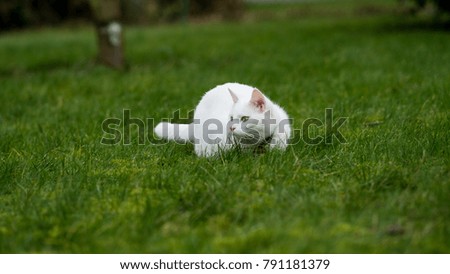 A cat on the hunt in the grass. A cat just before the attack