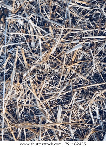Background dry rice straw texture