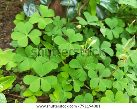 Plant with heart-shaped leaves.