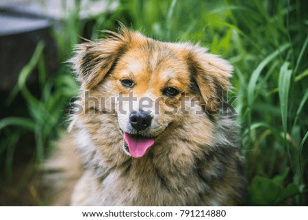 Dog in the grass.