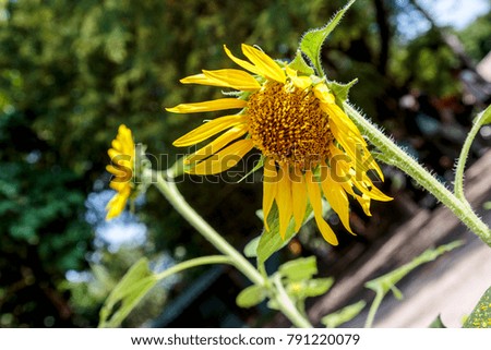 vibrant sunflowers plant farm in sunshine day with blue sky background Chaiyaphum Thailand